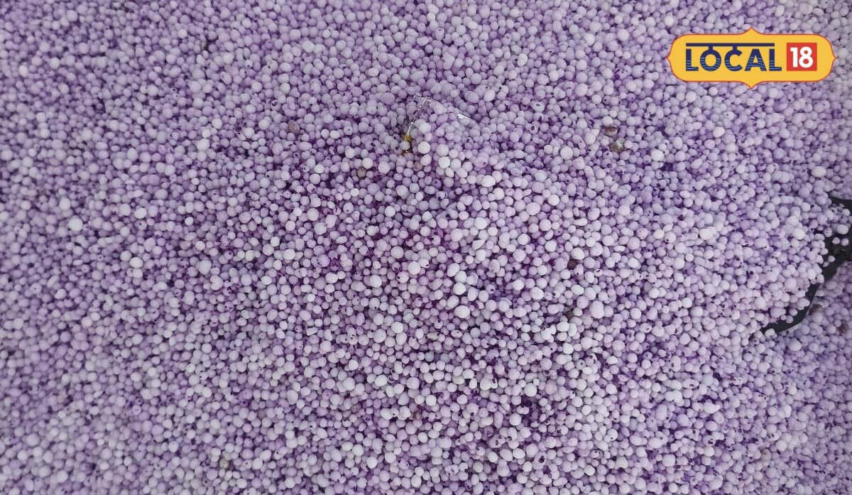 धान की अच्छी पैदावार का राज सिर्फ यूरिया नहीं इन पोषक तत्वों का भी रखें ध्यान