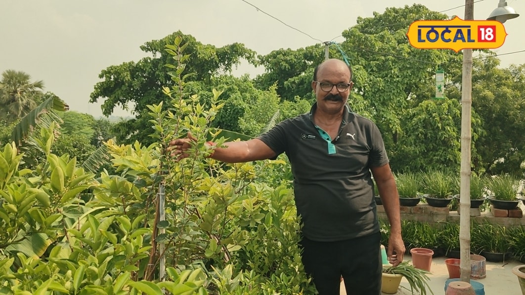 नहीं है जमीन तो चिंता क्यों छपरा के नरेंद्र सिंह से सीखें छत पर ही शानदार बागवानी करने का तरीका