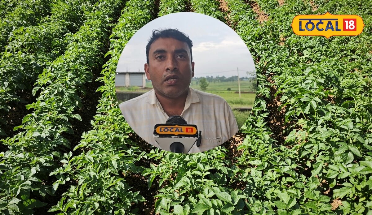 खरीफ में आलू की खेती से अच्छी कमाई का मौका! पहाड़ी किसान इन बातों का रखें ध्यान एक्सपर्ट ने बताए जरूरी टिप्स