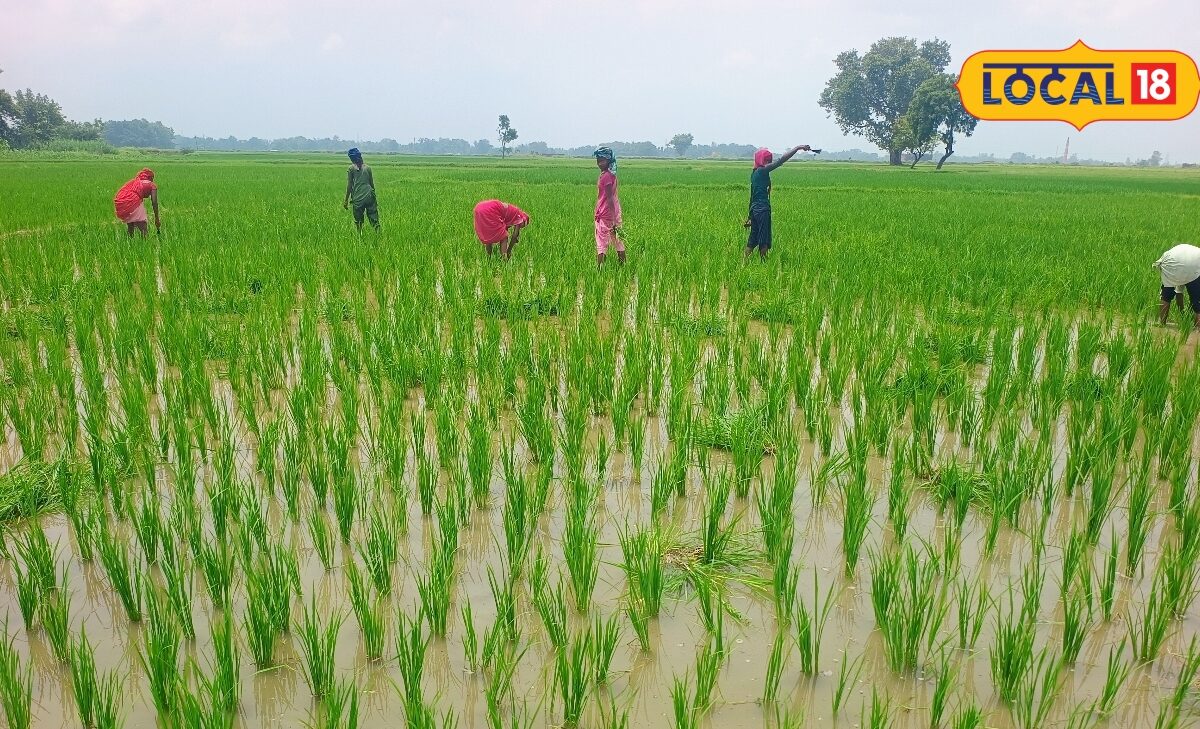 धान की पत्तियां बदल रही हैं रंग तो समझें खतरे की घंटी ऐसे करें तुरंत बचाव