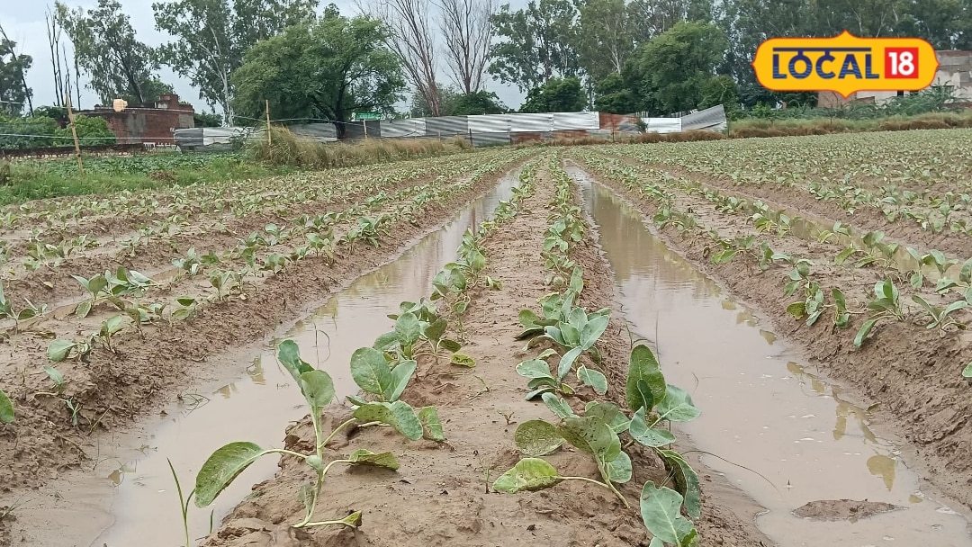 अगस्त में फूलगोभी की ये खेती कर देगी मालामाल! कम समय में फसल तैयार बाजार में मिल सकता है अच्छा भाव