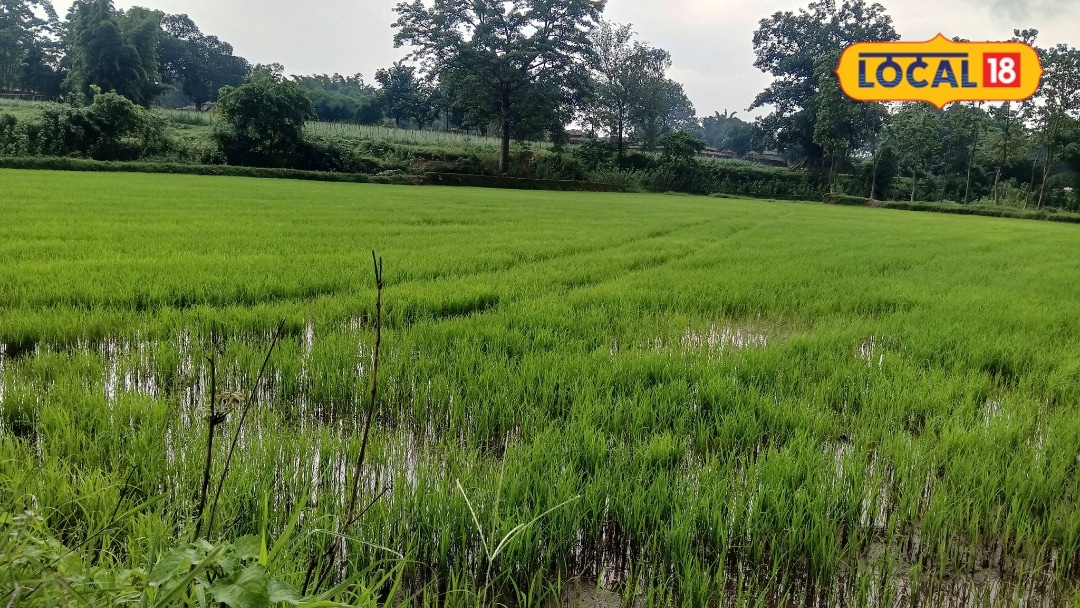 एक पौधा और पूरा खेत तबाह! DSR धान में मोथा घास का कहर जड़ से सफाया करने के लिए अपनाएं ये उपाय