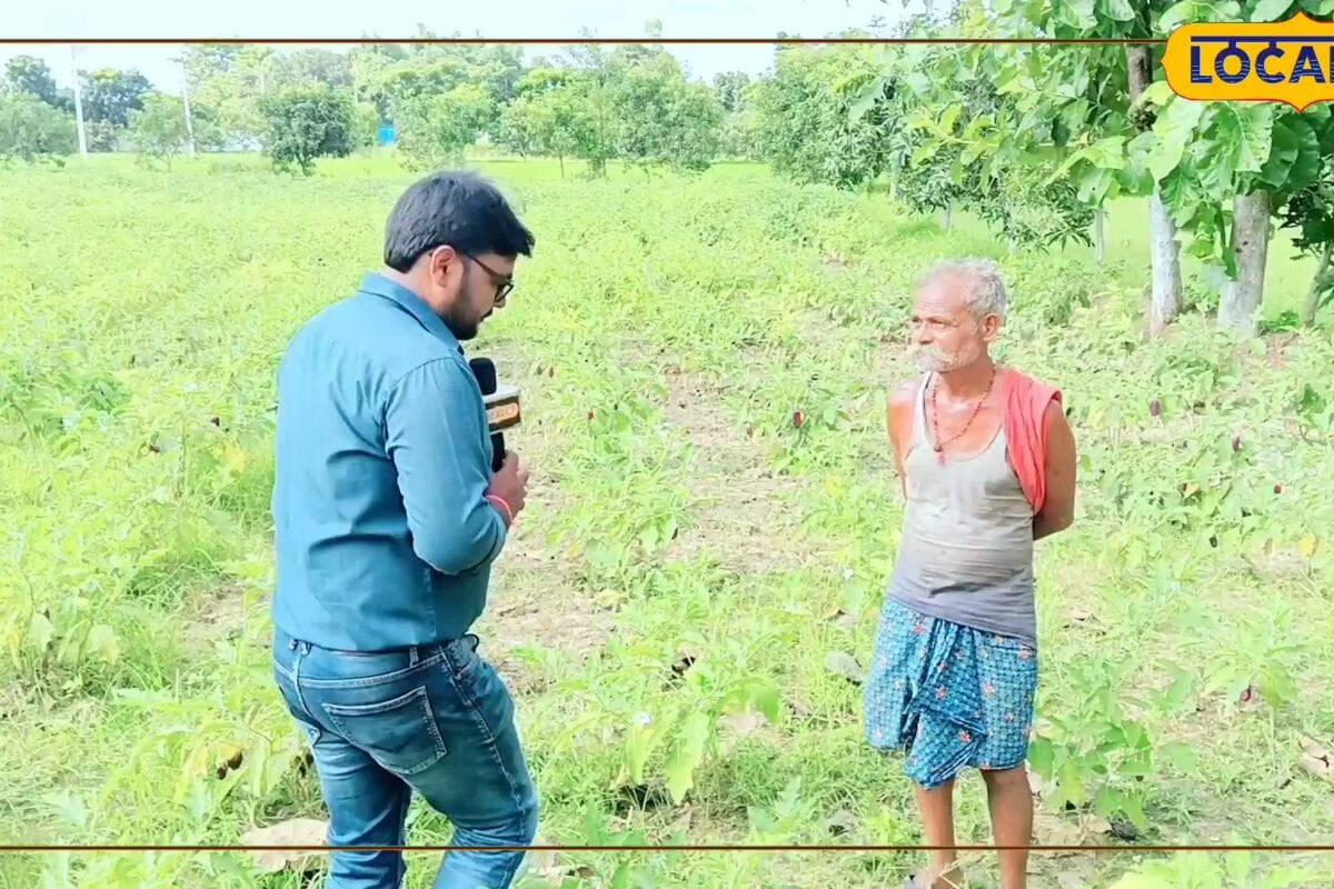 कमाल का किसान! 10 कट्ठा जमीन से रोज 300 किलो उपज दरभंगा के वकील यादव से सीखें बैंगन की खेती का तरीका