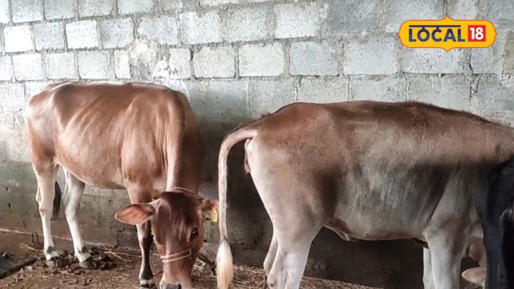 इस किसान ने एक गाय से शुरू किया डेयरी बिजनेस आज 12 गायों का मालिक! हर महीने 50-60 हजार रुपये मुनाफा