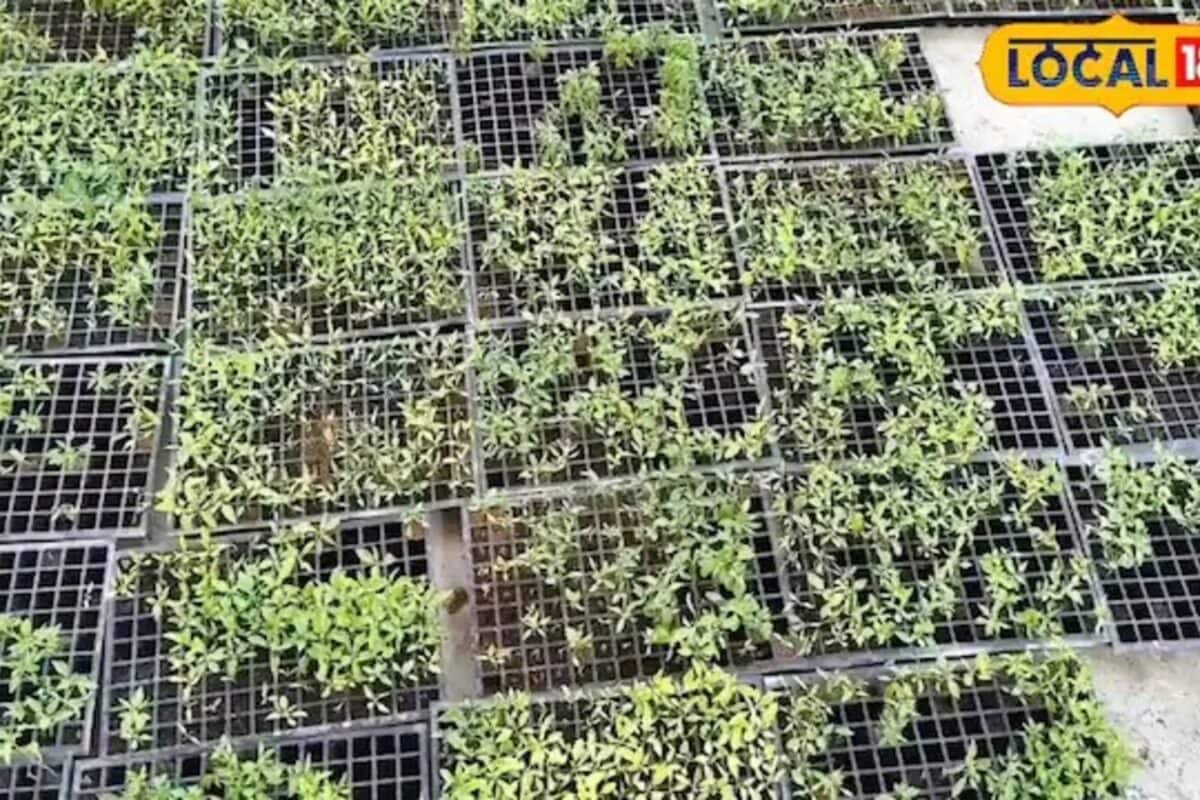 Video: 21 दिनों में पौधे बेचकर लाखों की कमाई: बिहार के आशुतोष की ‘प्रो-ट्रे तकनीक’ का बंगाल तक बजा डंका