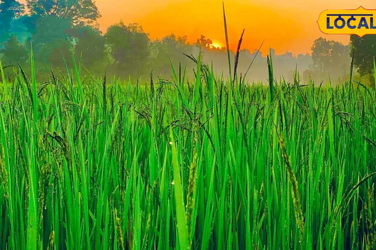 धान में यूरिया डालने का सही समय जानिए! एक गलती घटा सकती है पैदावार एक्सपर्ट ने बताए 3 जरूरी नियम