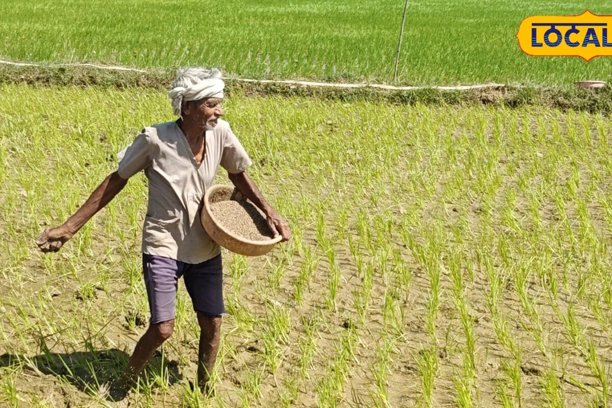 यूरिया डालने में न करें ये गलती कृषि विशेषज्ञ ने बताया सही समय और सही मात्रा बढ़ेगा उत्पादन