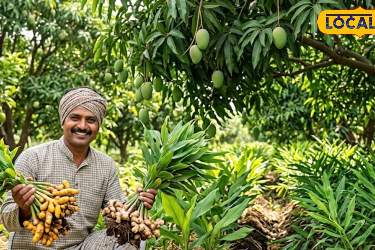 किसान करें अगस्त में अदरक-हल्दी की खेती 9 महीने में होगा 4 गुना कमाई जानें ये धांसू टिप्स