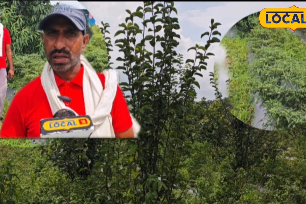 सवा दो एकड़ में मिश्रित खेती से बदली किस्मत! 8 हजार मिर्च के पौधों से 60 दिन में शुरू हुई कमाई
