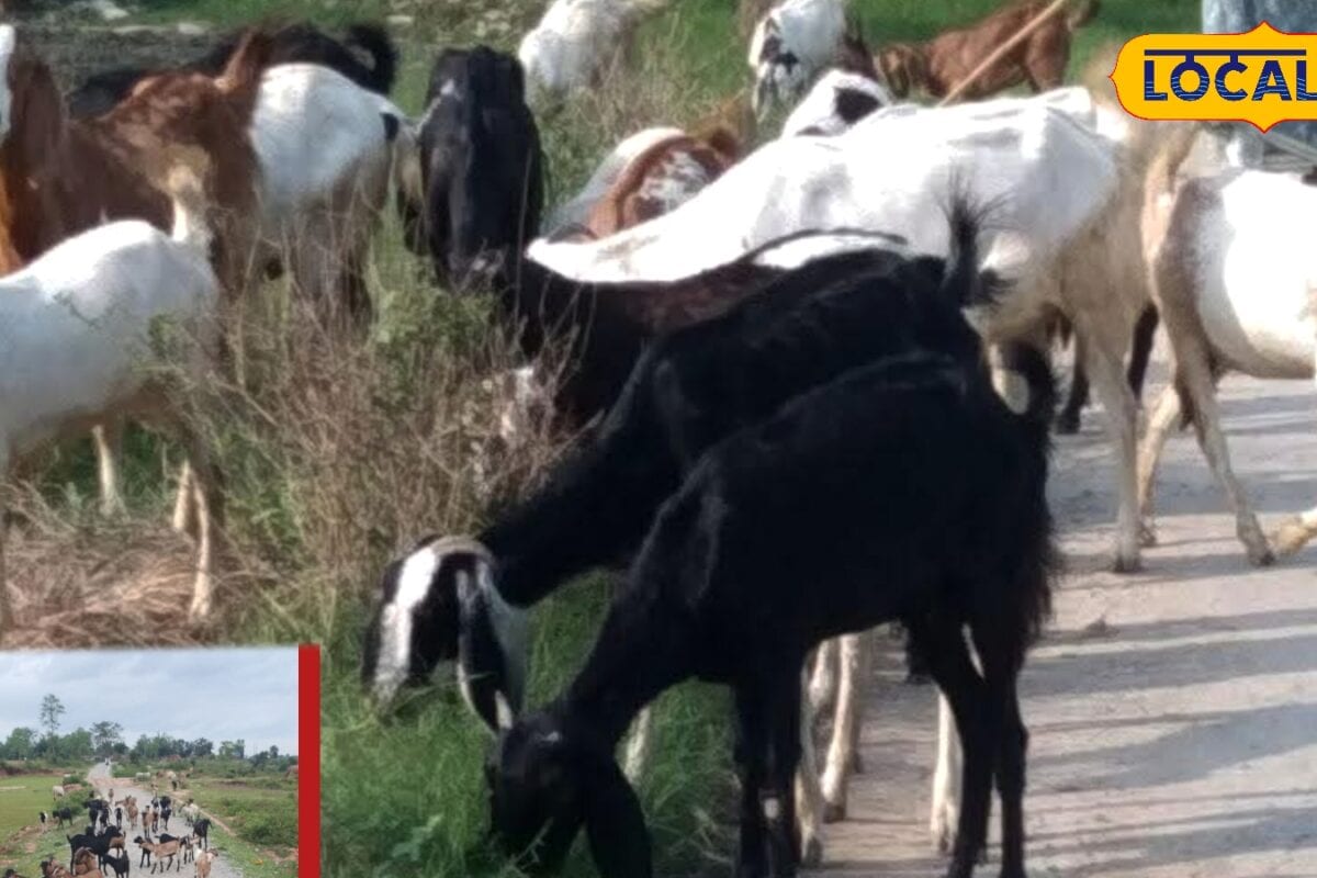 सिर्फ 7 हजार रुपये लगाकर शुरू करें बकरी पालन सरकार दे रही 60% तक सब्सिडी जानें पूरी योजना