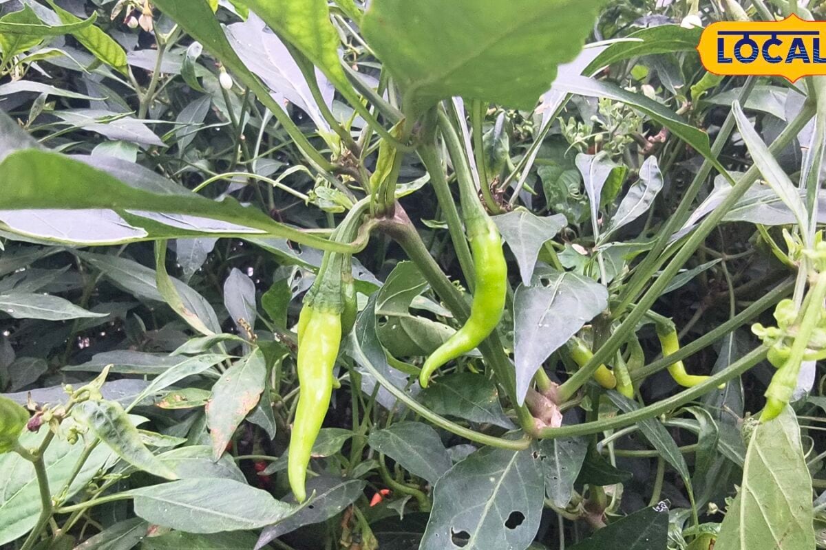 Green Chilli Farming Tips: हरी मिर्च के पौधे में नहीं बन रहे फल इन दो पोषक तत्वों का ऐसे करें सही इस्तेमाल