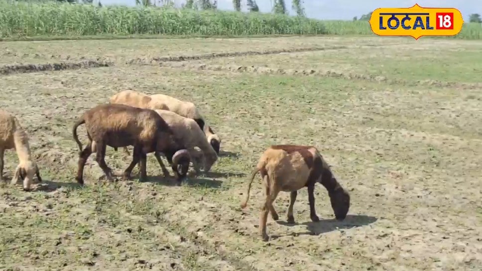 10 भेड़ों से शुरू किया सफर आज 50 भेड़ों के मालिक बने वीरपाल कम लागत व देखभाल में बंपर फायदा