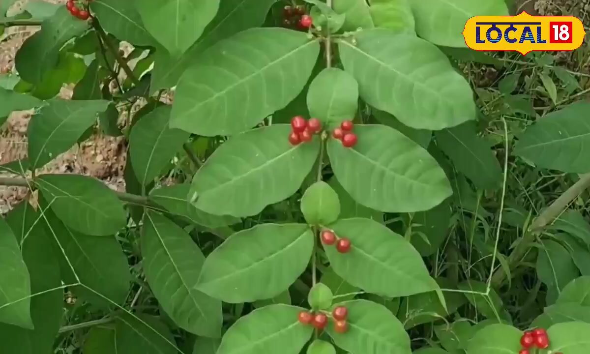 बारिश में करें इस औषधीय फसल की खेती 1 एकड़ से होगी लाखों की कमाई 800 रुपये किलो बिकती हैं जड़ें