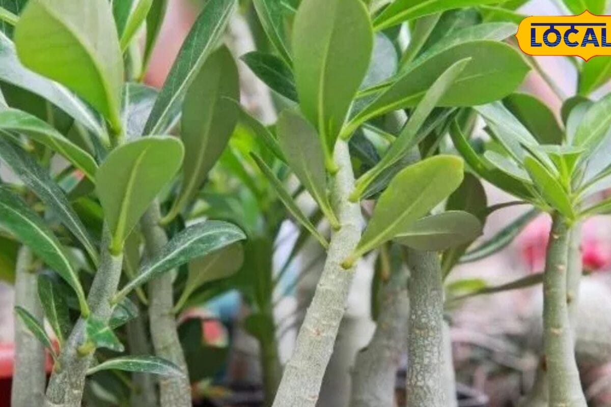₹15 की लागत कमाई 700 तक! इस पौधे की बागवानी बना सकती है लखपति रेगिस्तान का गुलाब बना कमाई का ऑप्शन