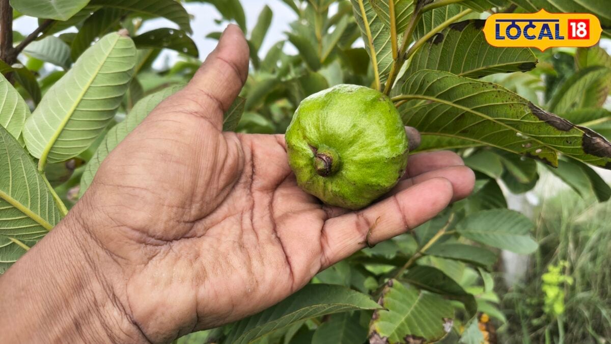 Guava Farming : एक फल का गूदा सड़ाता, दूसरा करता छेद…अमरूद के लिए ये 2 कीट जानी दुश्मन Guava Farming : एक फल का गूदा सड़ाता, दूसरा करता छेद…अमरूद के लिए ये 2 कीट जानी दुश्मन