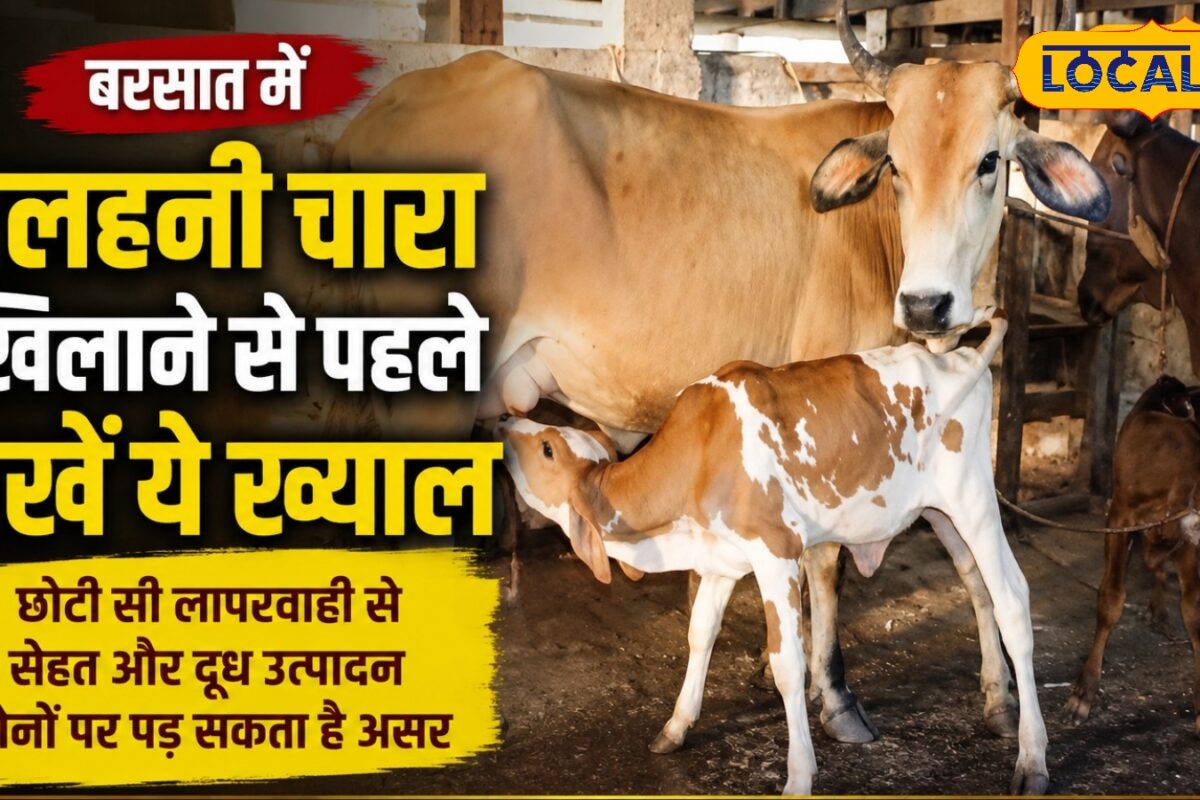 बरसात में पशुपालक रहें सतर्क! दलहनी हरा चारा खिलाने की छोटी सी गलती दुधारू पशुओं की सेहत पर पड़ सकती है भारी