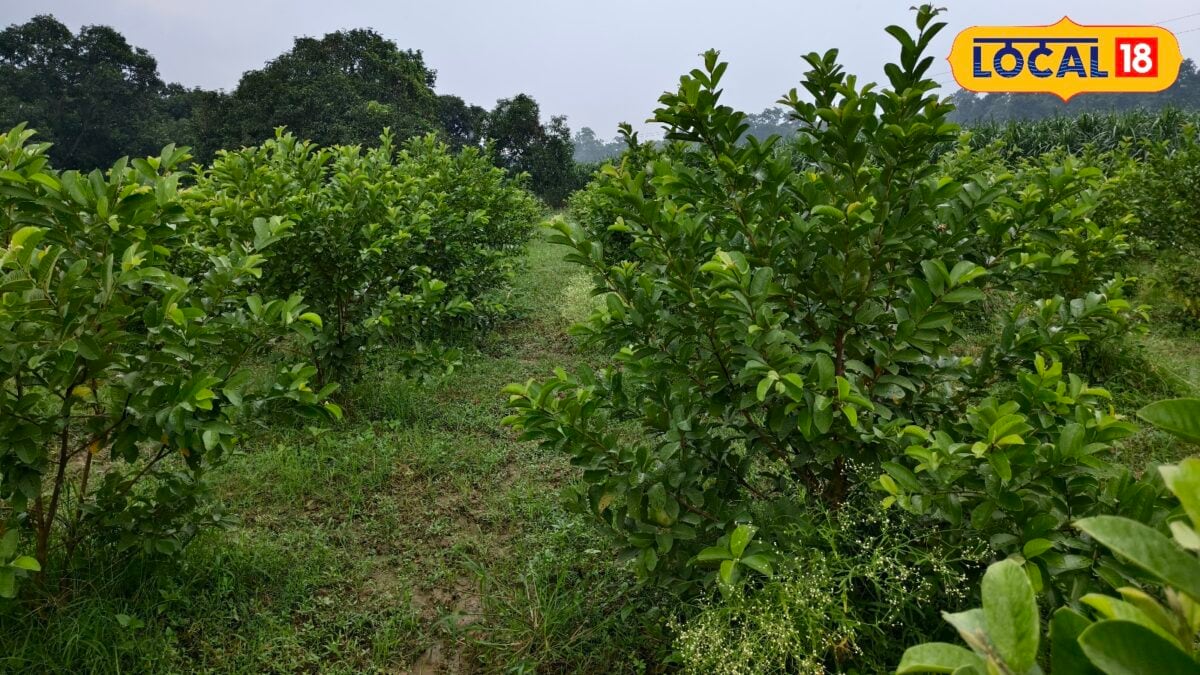 गोंडाः ताइवान पिंक व रेड डायमंड अमरूद की बागवानी से चमकी किसान प्रवीण की किस्मत, हर साल हो रही लाखों की कमाई गोंडाः ताइवान पिंक व रेड डायमंड अमरूद की बागवानी से चमकी किसान प्रवीण की किस्मत, हर साल हो रही लाखों की कमाई