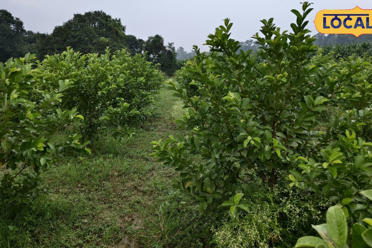 गोंडाः ताइवान पिंक व रेड डायमंड अमरूद की बागवानी से चमकी किसान प्रवीण की किस्मत हर साल हो रही लाखों की कमाई