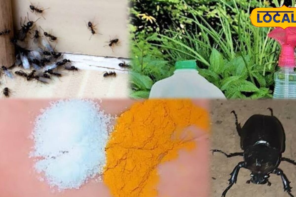 मानसून में मच्छर-चींटी से हैं परेशान अपनाएं ये 5 देसी जुगाड़ कीड़े-मकोड़े नहीं फटकेंगे घर के पास