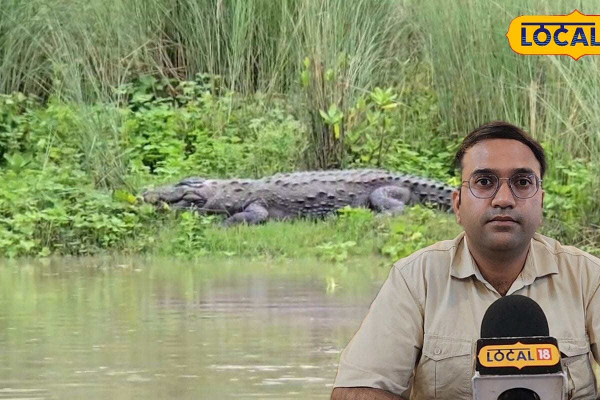 मगरमच्छ दिखा तो हीरो बनने की कोशिश न करें एक गलती पड़ सकती है भारी वन विभाग ने बताया बचाव का तरीका