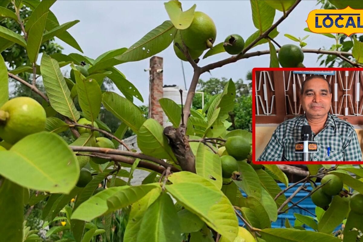 Guava Buying Tips: अमरूद मीठा है या फीका बाजार में मीठा अमरूद खरीदते समय इन 6 चीजों को जरूर करें चेक
