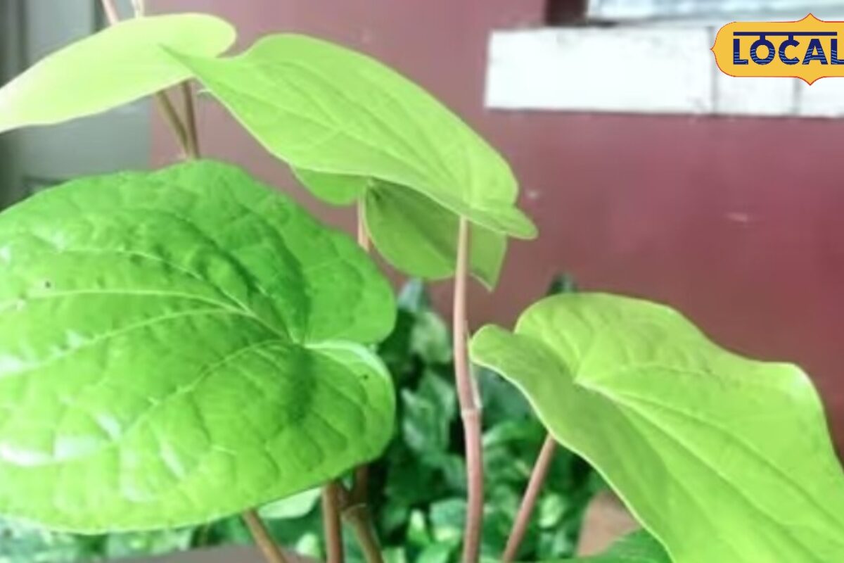घर के ऑगन में लगाएं एलोवेरा अजवाइन तुलसी आंवला और पान के पत्ते औषधीय गुणों से भरपूर बीमारियों में लाभकारी