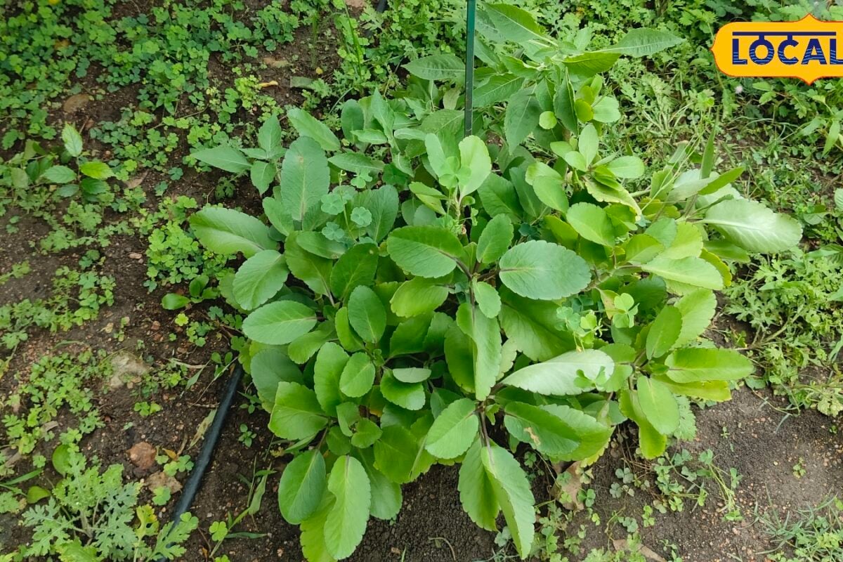 बारिश में लगाइए पथरचटा का पौधा! एक पत्ते से होगा तैयार घाव भरने से लेकर पथरी में माना जाता है बेहद उपयोगी