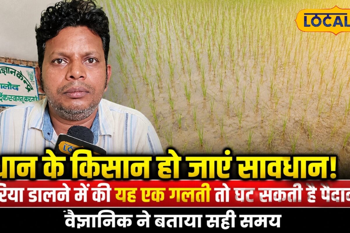 धान में यूरिया डालने की सही टाइमिंग जानिए! इस गलती से घट सकता है उत्पादन कृषि वैज्ञानिक ने बताए जरूरी नियम