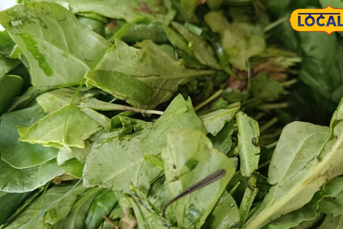 Health Tips: बारिश में भूलकर भी बिना जांचे न खाएं ये सब्जियां छोटी सी लापरवाही बना सकती है अस्पताल का रास्ता