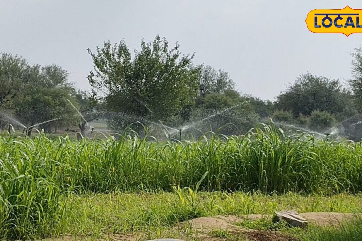 कमजोर मानसून भी नहीं रोक पाया किसानों का हौसला लक्ष्य से 30 हजार हेक्टेयर ज्यादा हुई बाजरे की रिकॉर्ड बुवाई