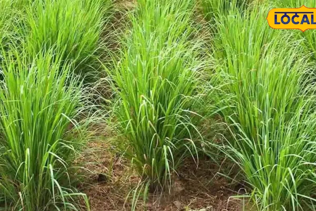 बरसात में शुरू करें इस घास की खेती, ₹30,000 लीटर बिकता है तेल, एक ही सीजन में हो जाएंगे मालामाल!