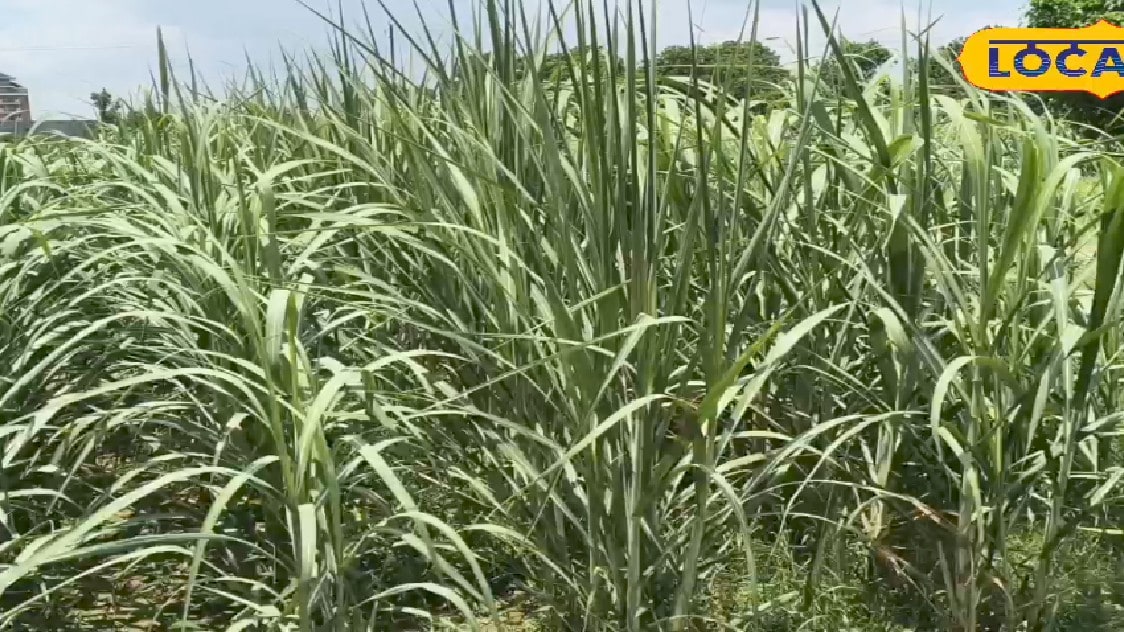 गन्ने की पत्तियों में ऐंठन और सिरके जैसी गंध पोक्का बोइंग का हो सकता है प्रकोप ऐसे बचाएं फसल