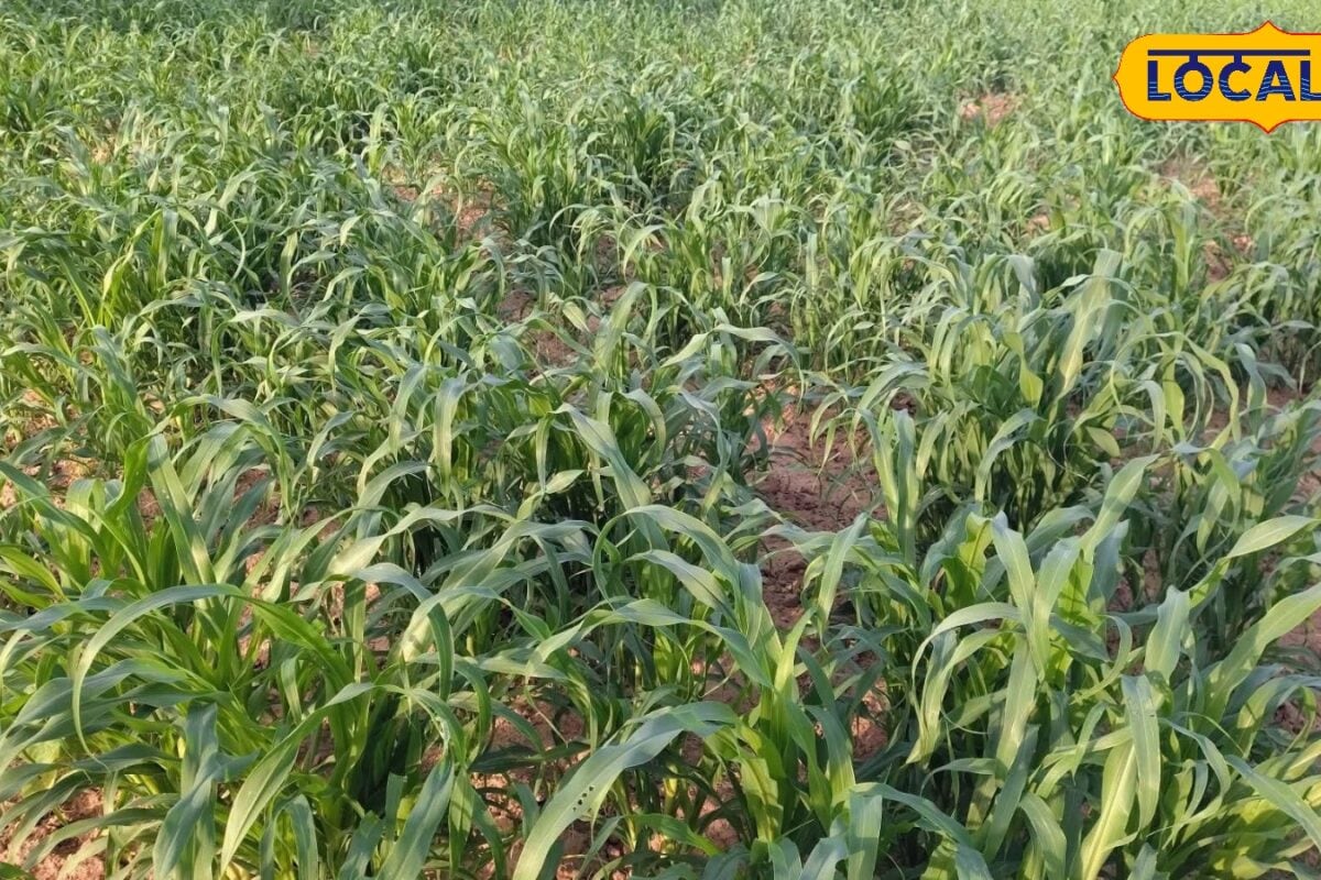 रसायन मुक्त खेती की ओर कदम सीकर में नाबार्ड का अनोखा प्रयोग देसी तकनीकों से किसानों की आय बढ़ाने की तैयारी