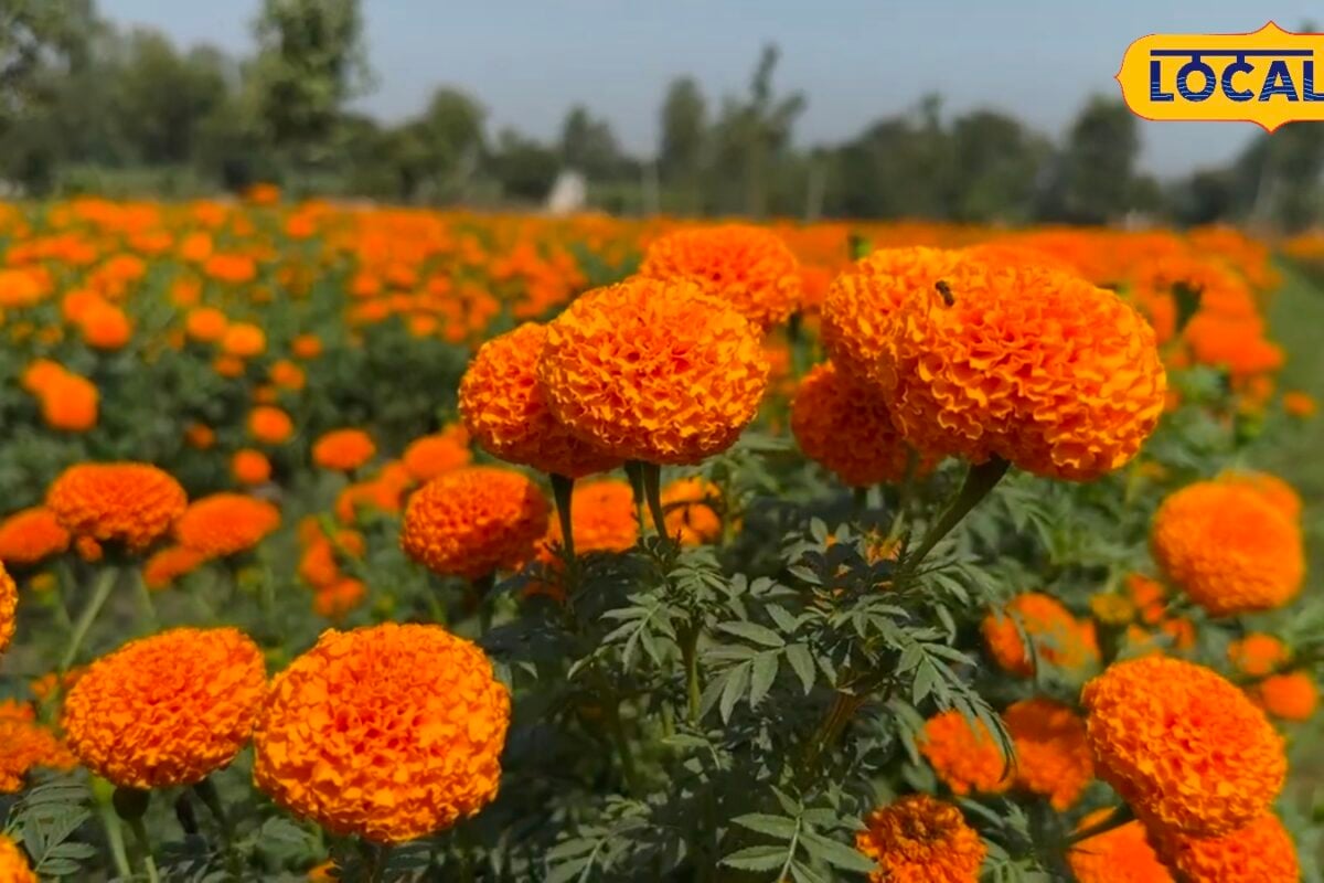 फूलों की खेती को रोगों से बचाएगा मिनी फब्बारा उद्यान विभाग देगा 90 प्रतिशत तक अनुदान कम लागत में होगी अच्छी पैदावार