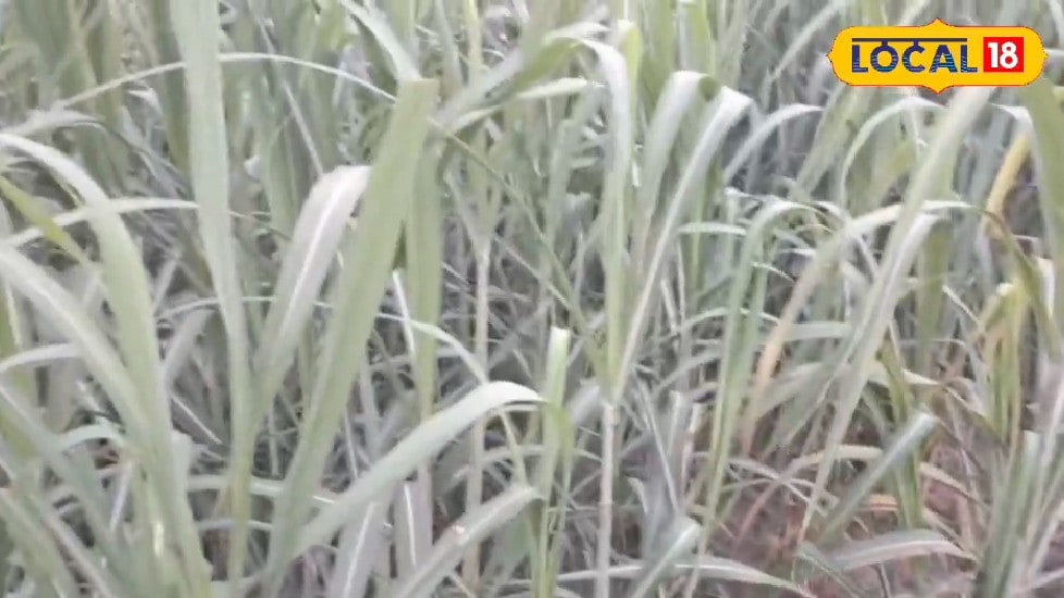 लखीमपुरः बरसात के मौसम में गन्ने की फसल की करें बंधाई लाल सड़न रोग से होगा बचाव पैदावार में होगा इजाफा