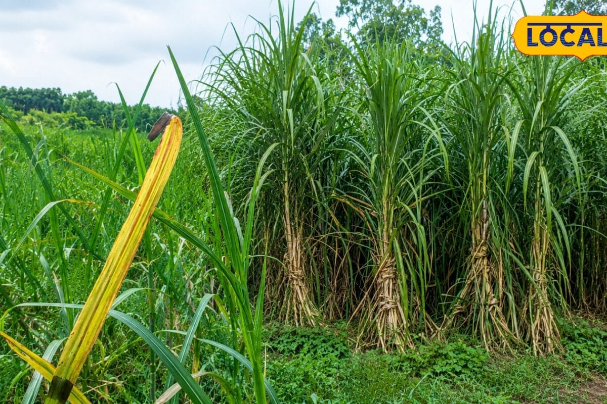 Sugarcane Farming Tips: गन्ने की फसल में दिखें ये लक्षण तो न करें देर एक्सपर्ट ने बताया कौन सा छिड़काव करेगा बचाव