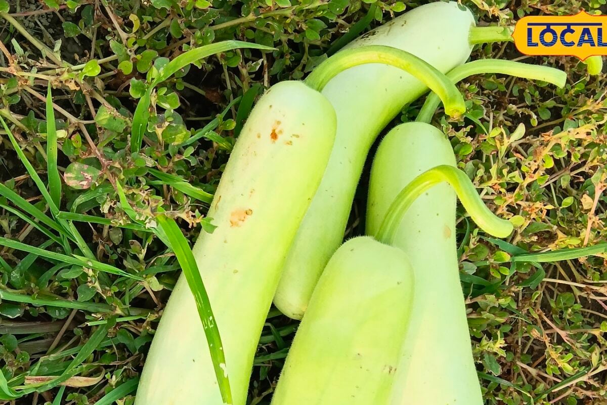 Faridabad News : बगल में नहर फिर भी नहीं कर सकते सिंचाई, फरीदाबाद के घीया किसानों के सामने ये कैसी आफत?
