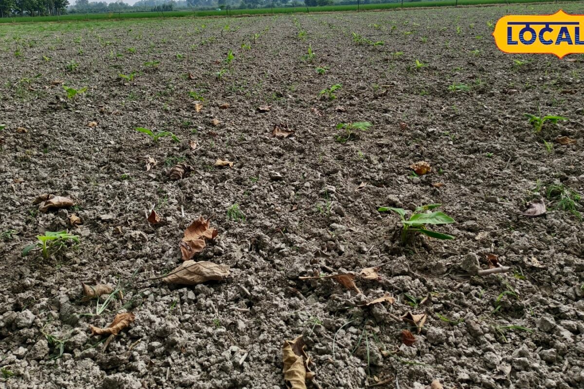 केले की रोपाई के बाद बस ये 4 काम कर लें यकीन मानिए बढ़वार से लेकर उत्पादन तक होगा फायदा
