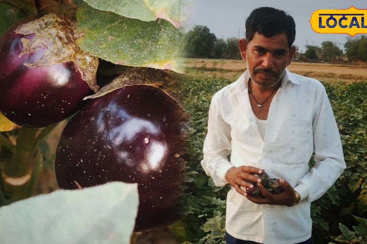 गोल बैंगन की खेती बनी कमाई का सुपरहिट फॉर्मूला किसान 6 बीघा जमीन से हर साल छाप रहा 10 लाख रुपये से ज्यादा
