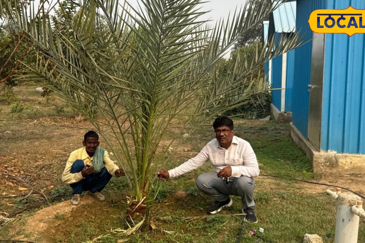गेहूं-धान नहीं अब खजूर की खेती बनाएगी मालामाल और सरकार भी करेगी मदद यहां जानिए कैसे उठाएं इस सरकारी योजना का लाभ