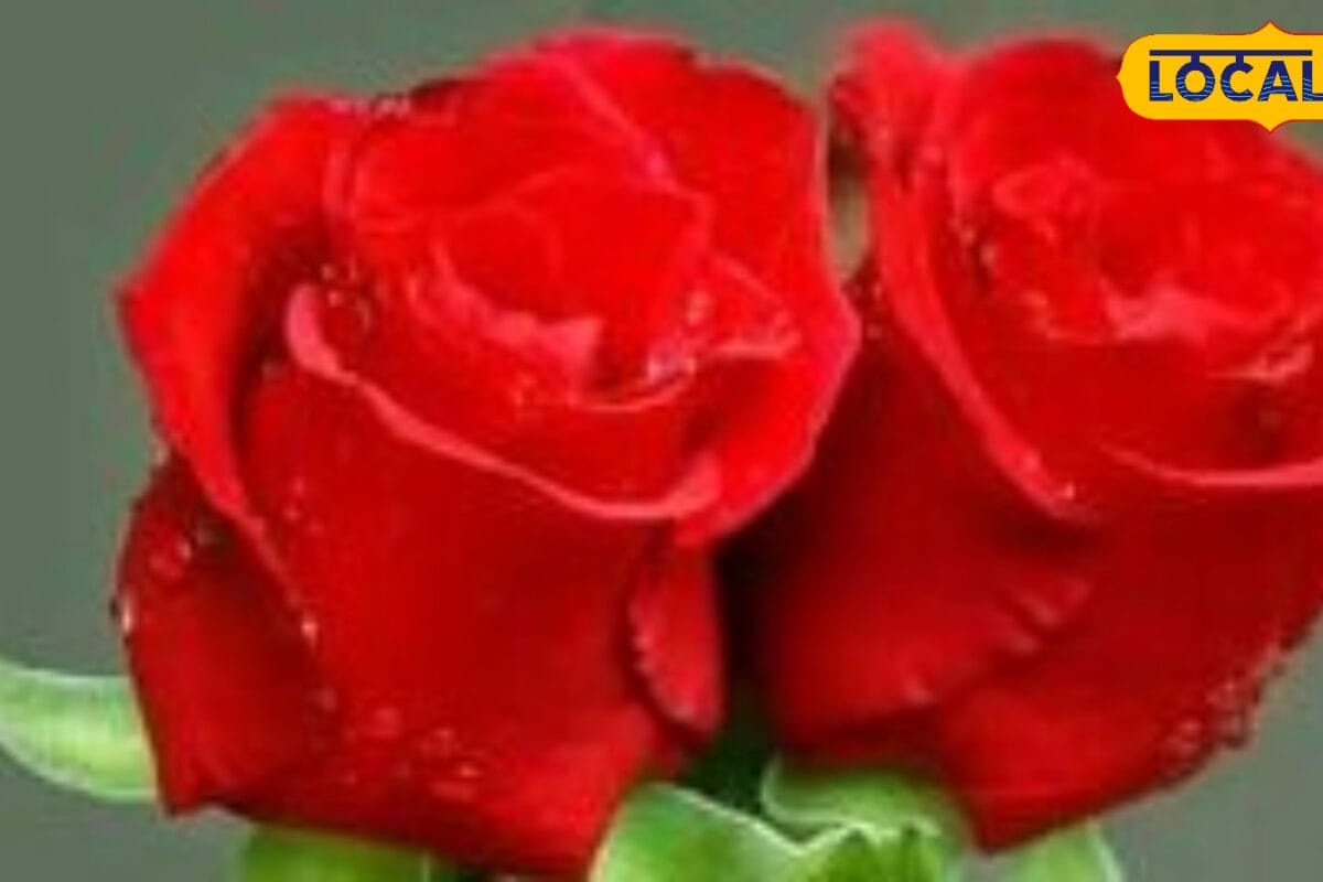 Rose Plant Care: सूख गया है गुलाब का पौधा तो फेंकने से पहले कर लें ये एक काम फिर आएंगे ढेरों फूल