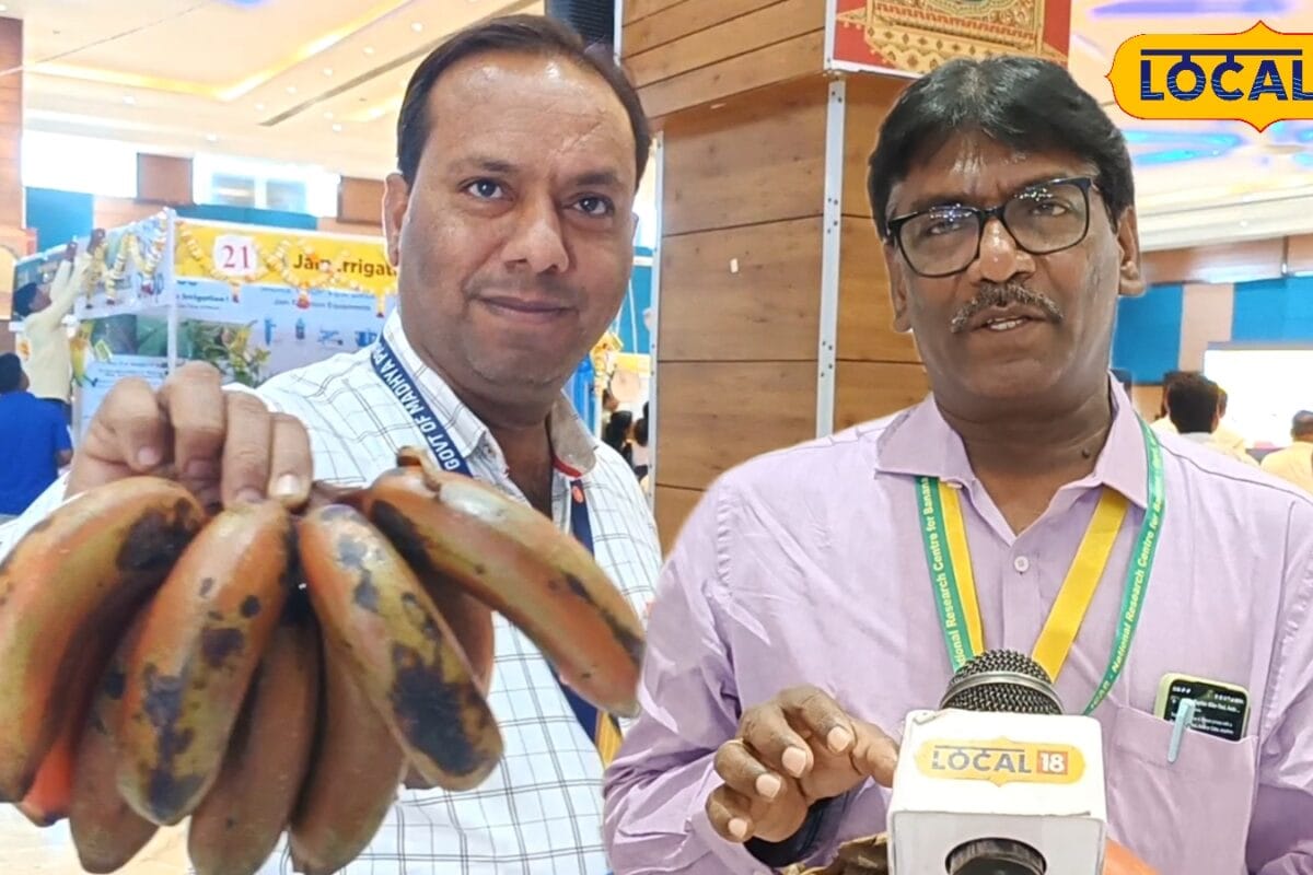 बुरहानपुर में लाल केले की खेती से कमाई का मौका 13 महीने में बन जाएंगे 8 से 10 लाख रुपए के मालिक