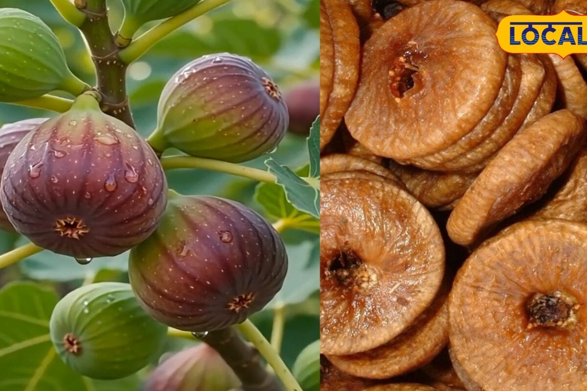 Anjeer Benefits: कब्ज और कमजोरी से परेशान हैं तो डाइट में शामिल करें अंजीर जानें खाने का सही तरीका