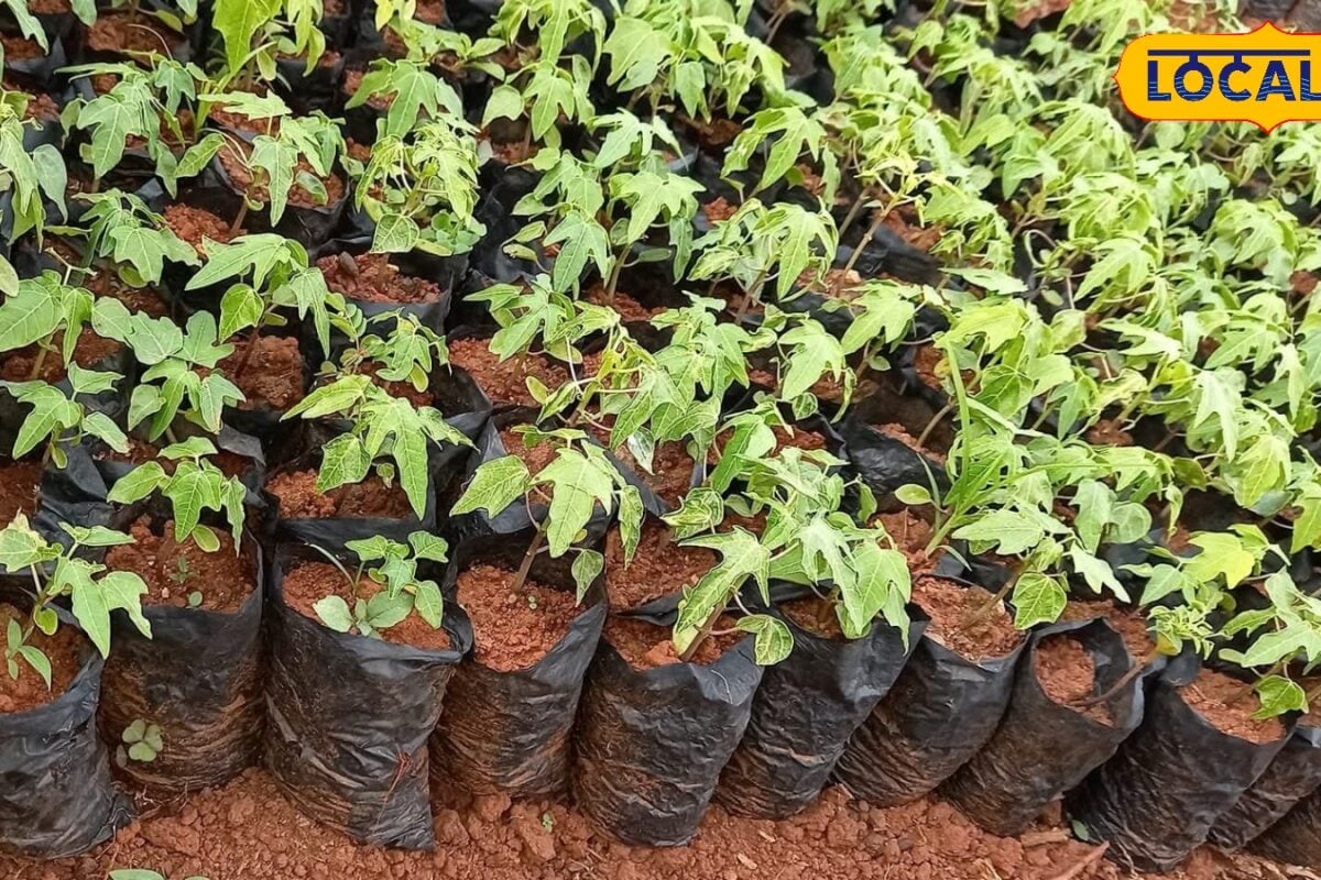 Agriculture: मानसून में पपीते की खेती से करें दोहरी कमाई, यूपी सरकार किसानों को दे रही 30,000 रुपये
