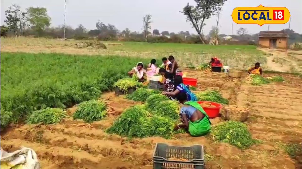 अगस्त में बो दें ये 6 सब्जियां, सर्दियों की शुरुआत में होगी बंपर कमाई, 1 एकड़ से 1 लाख रुपये तक मुनाफा