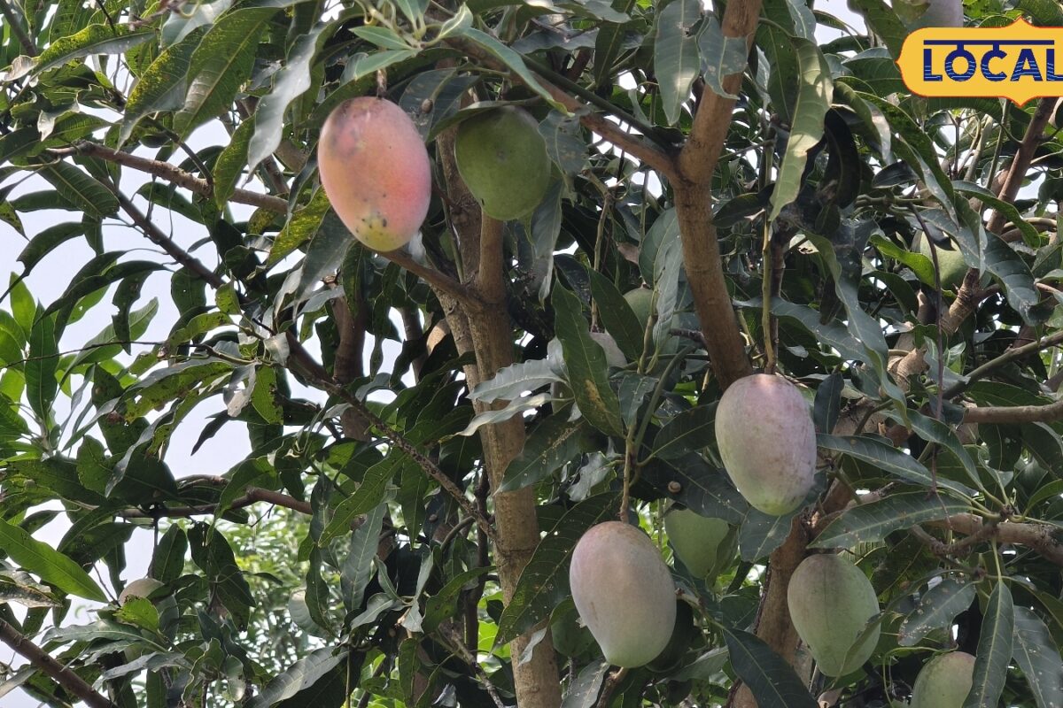 Mango Farming : न दशहरी, न चौसा...गोंडा के प्रवीण ने लगाया अंबिका आम, चौंका देंगी इसकी खूबियां