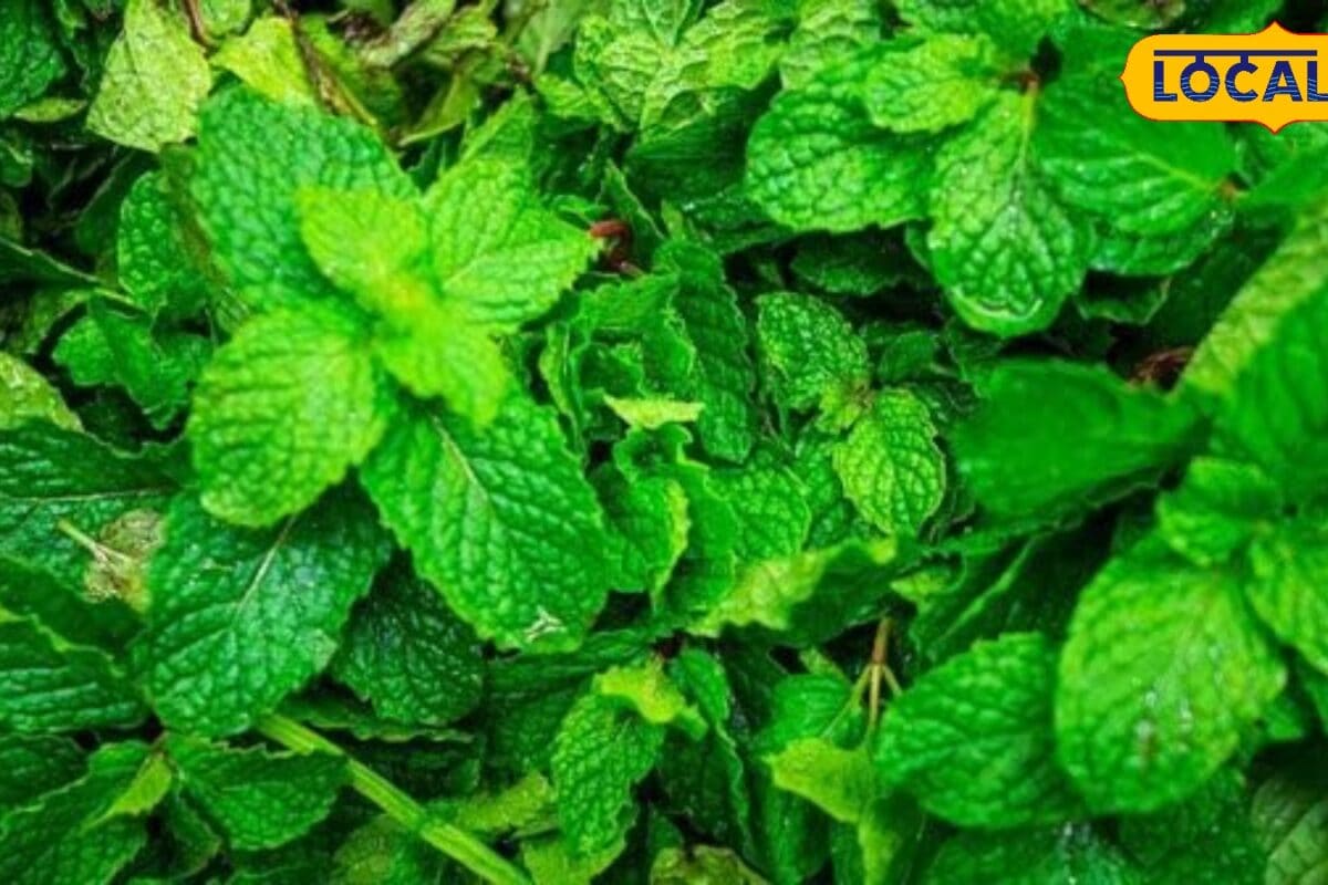 Tips and Tricks: बालकनी में जगह कम है तो भी उगा सकते हैं पुदीना बस रखें इन बातों का ध्यान