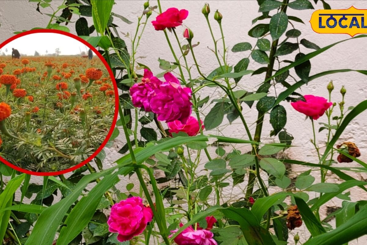 गेंदा-गुलाब में चाहिए भरपूर फूल तो धूप से लेकर खाद तक रखें इन बातों का ध्यान