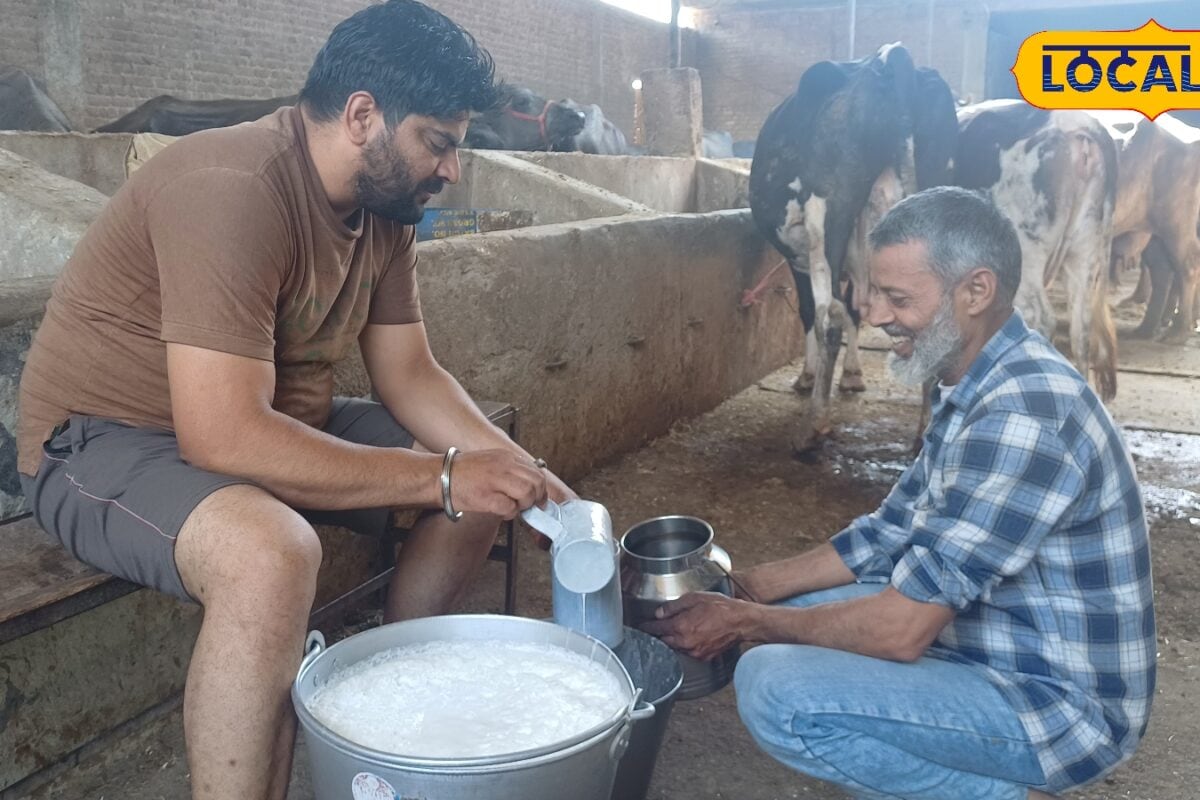 Dairy Farming Tips: गाय-भैंस के दूध में मलाई हो गई है कम तो पशुपालक चारे में इन बातों का रखें ध्यान