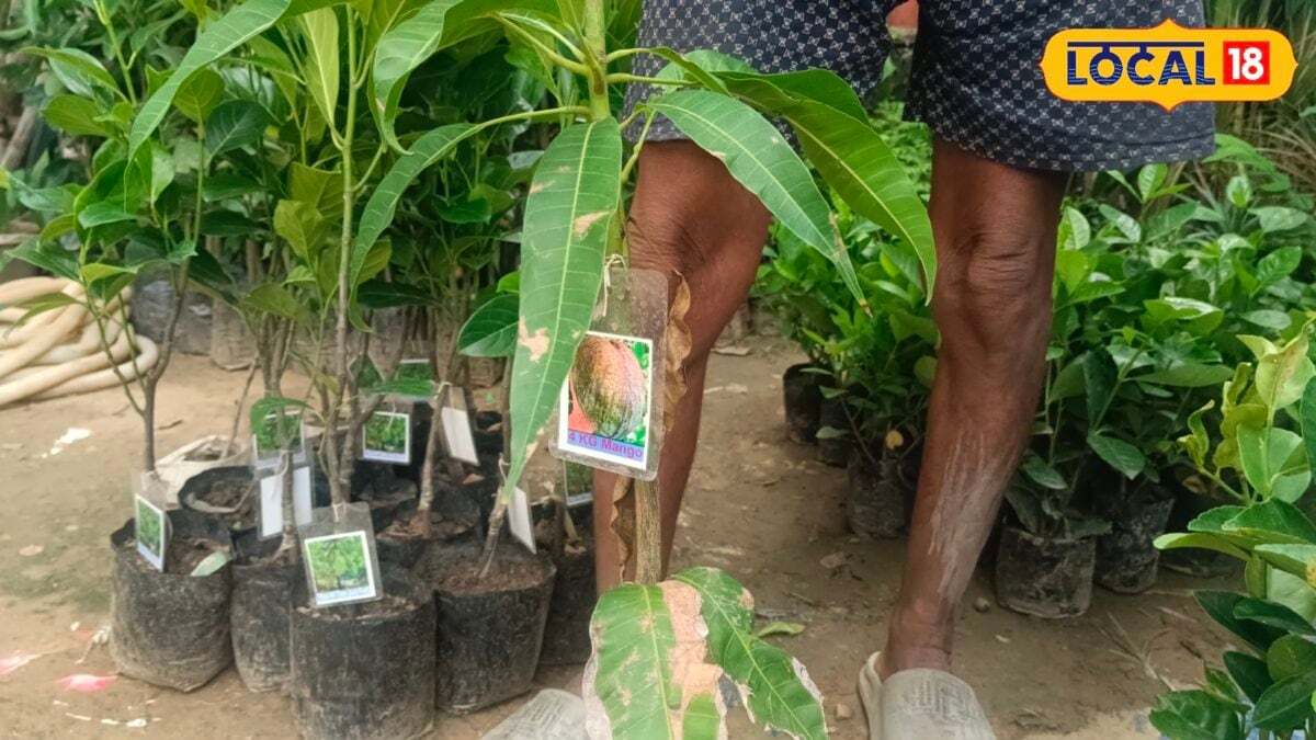 jackfruit sized 4kg thai mango variety in jahanabad bihar know nursery details jackfruit sized 4kg thai mango variety in jahanabad bihar know nursery details
